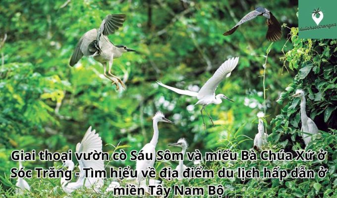 Giai thoại vườn cò Sáu Sôm và miếu Bà Chúa Xứ ở Sóc Trăng - Tìm hiểu về địa điểm du lịch hấp dẫn ở miền Tây Nam Bộ