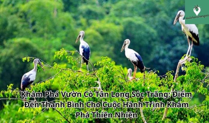 Khám Phá Vườn Cò Tân Long Sóc Trăng: Điểm Đến Thanh Bình Cho Cuộc Hành Trình Khám Phá Thiên Nhiên