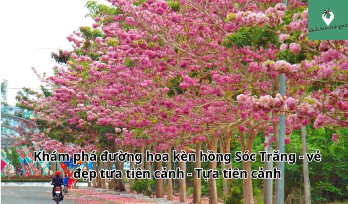 Khám phá đường hoa kèn hồng Sóc Trăng - vẻ đẹp tựa tiên cảnh - Tựa tiên cảnh