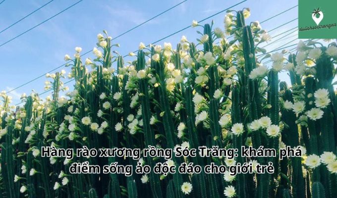 Hàng rào xương rồng Sóc Trăng: khám phá điểm sống ảo độc đáo cho giới trẻ